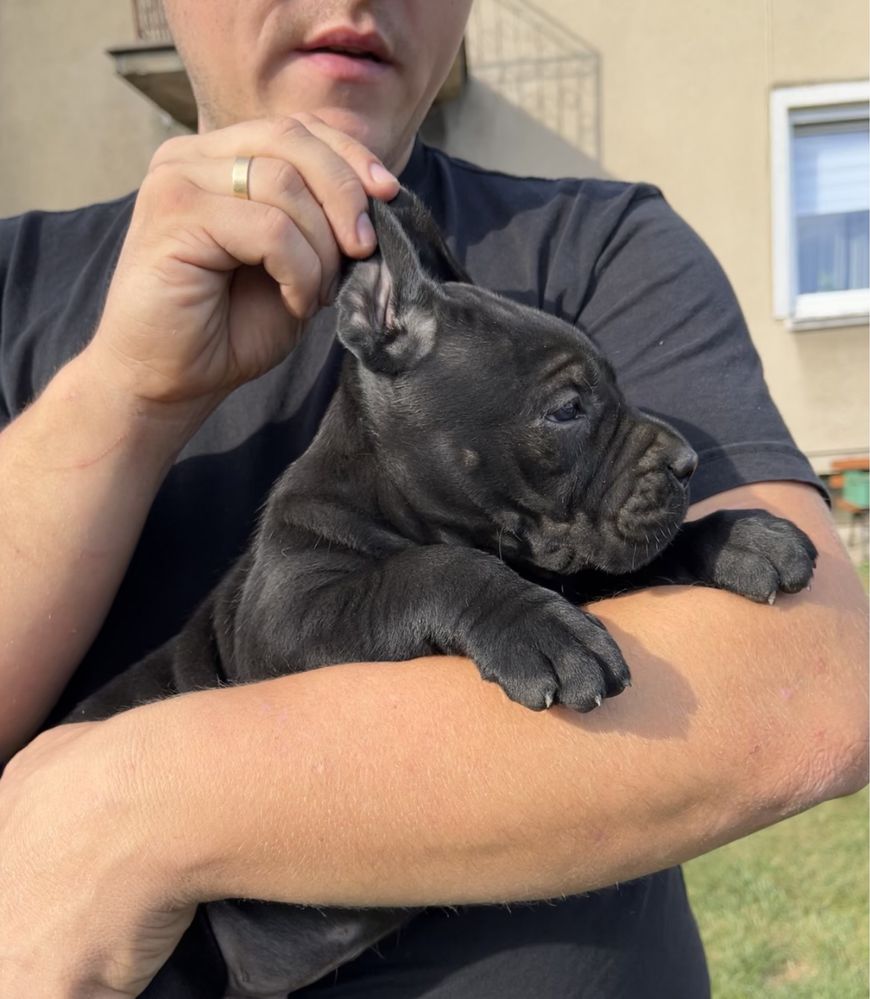 Cane Corso suczka