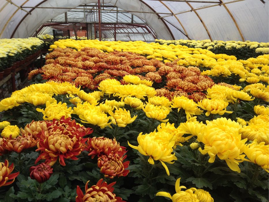 Chryzantemy wielkokwiatowe