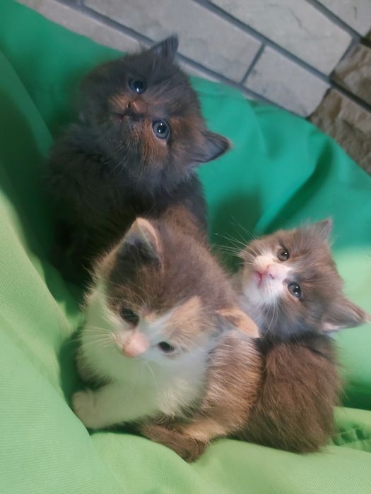 Котик котинята коти безкоштовно