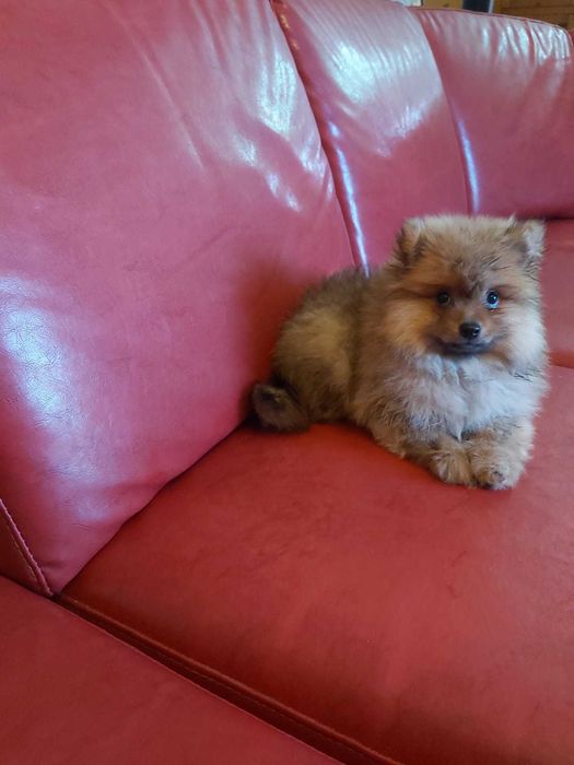 Spitz Alemão anão/Lulu da Pomerânia miniatura Fêmea