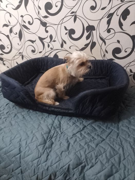 Продам лежанку для собачки