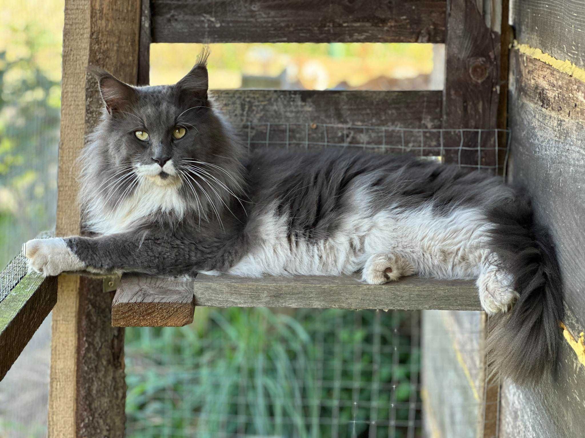 Maine coon ostatnia kotka ALDIS