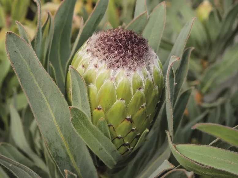 PROTEA(PROTEACEA) MAIS DE 50 VARIEDADES DIFERENTES