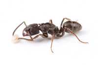 Продам мурах-ткачів Оdontoponera transversa! Корм у подарунок!