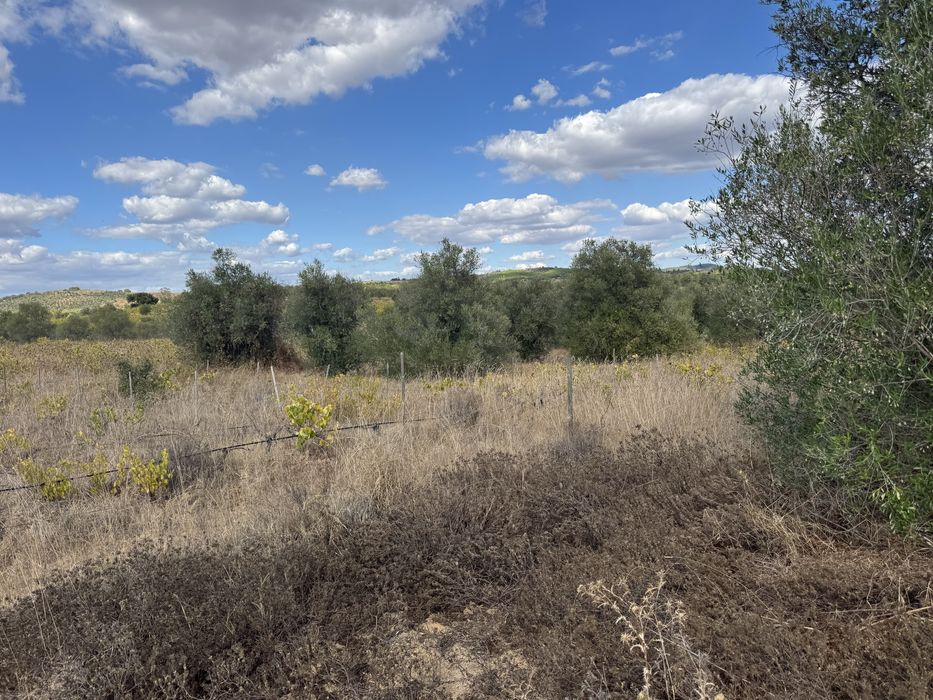 Oliveiras para bonsais