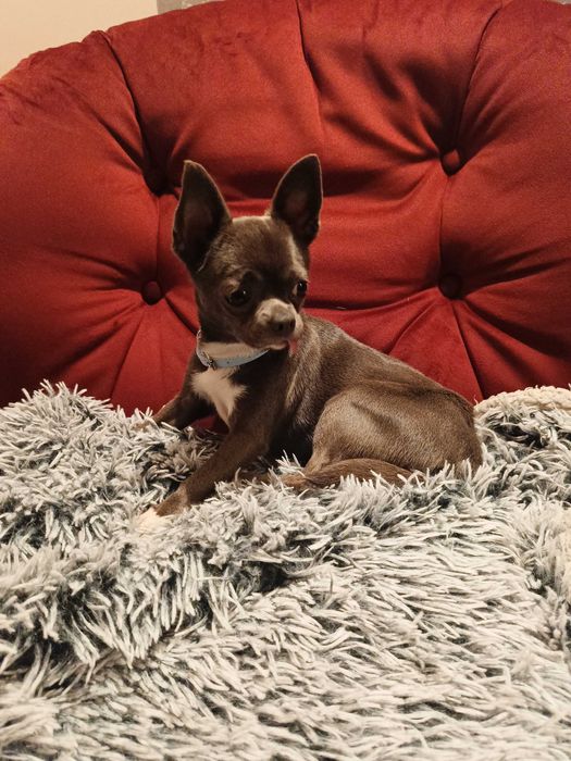 Suczka chihuahua niebieska