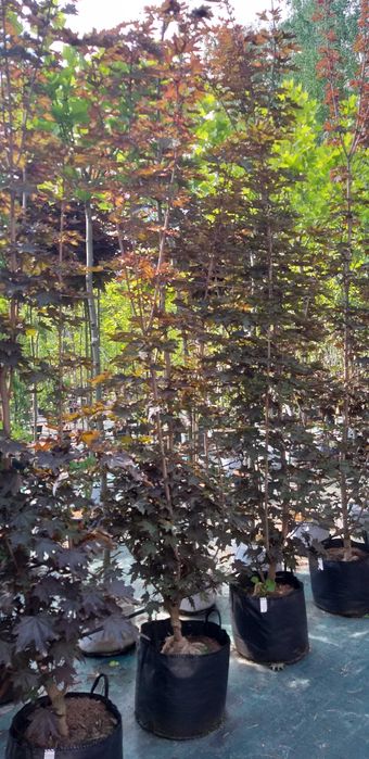Acer platanoides/Klon pospolity 'Crimson Sentry'