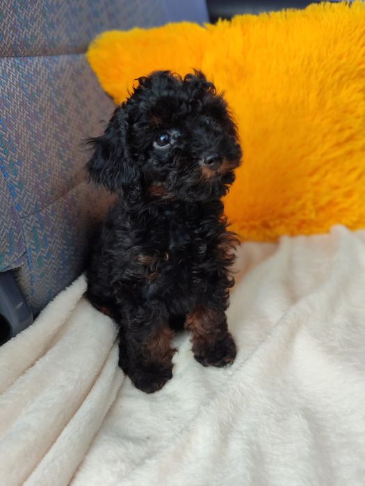 Мальтипу ф2 мальчик фантом