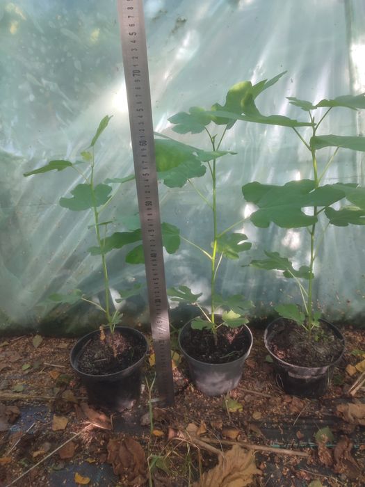 Sadzonki figi "Brown Turkey"