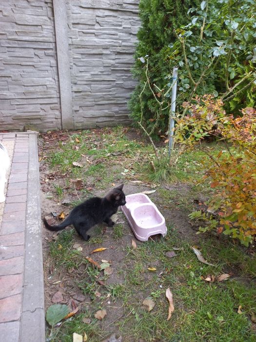 Oddam kotka w dobre ręce