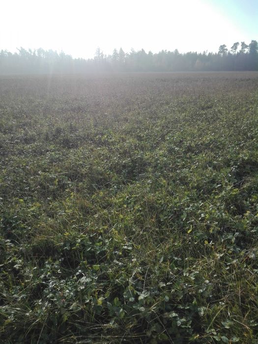 Łąka na pniu, sianokiszonka