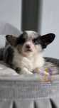 Welsh Corgi Cardigan **Piesek Merle Do Rezerwacji **