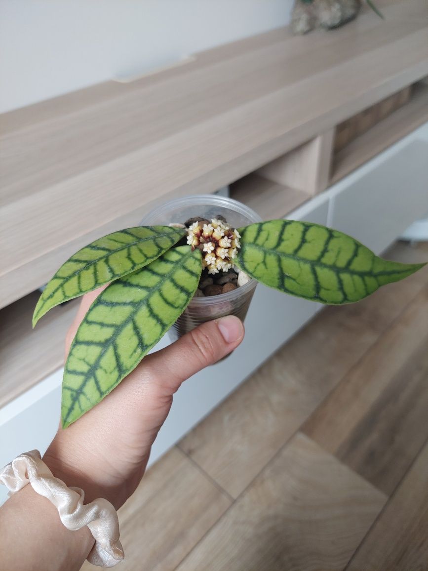 Hoya callistophylla ukorzeniona Kraków