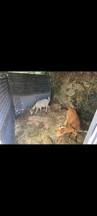 Cabras prenhas para venda