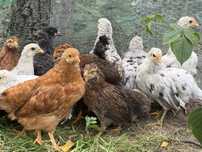 Kurki i koguty mixy nioska, Araucana brytyjska, Welsummer Apolonia