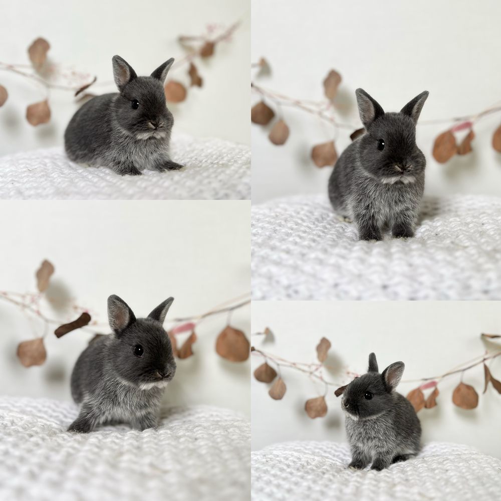 Króliczki Karzełki Teddy,Niderlandzkie,Mini lop Zarejestrowana hodowla