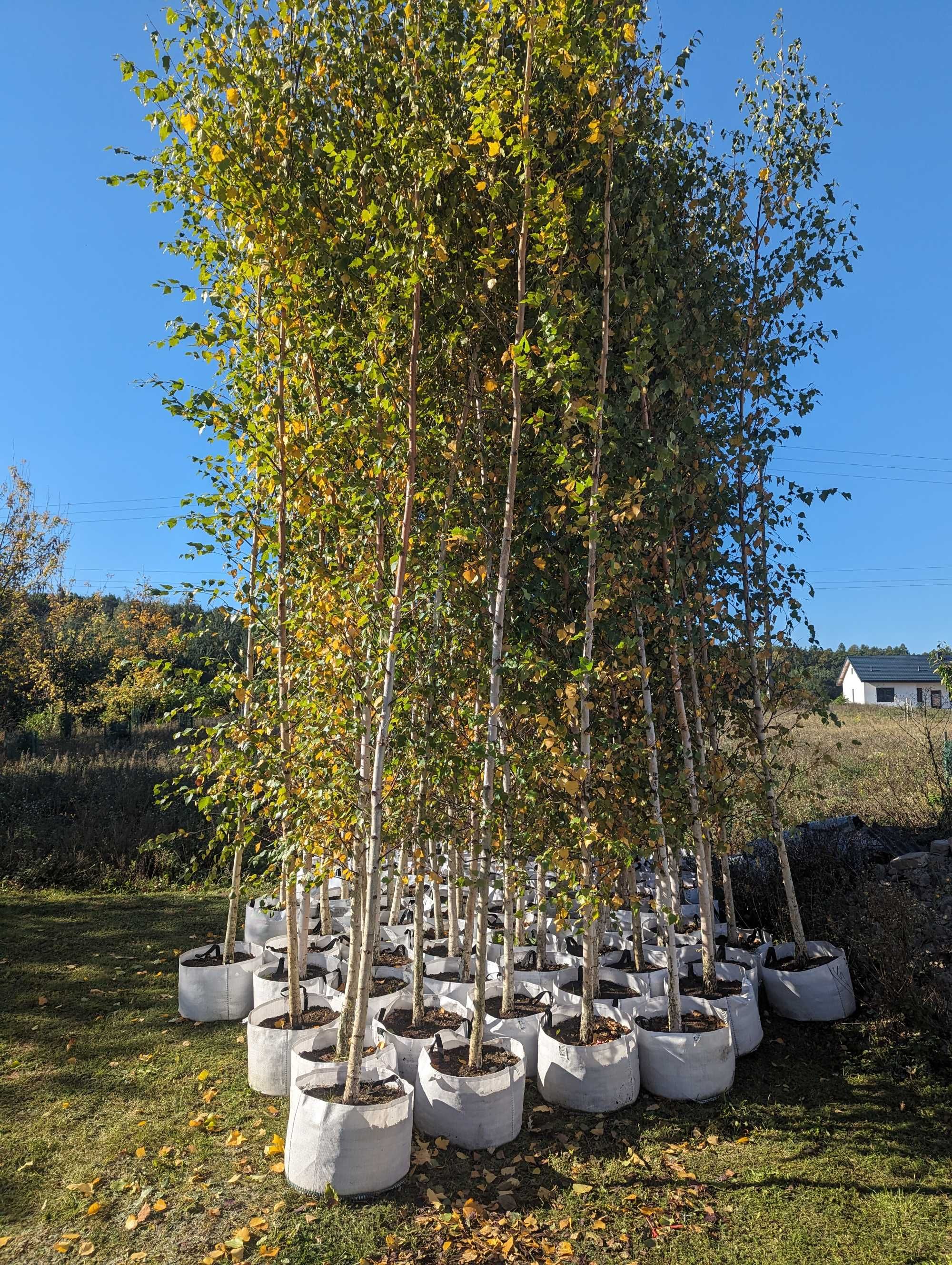 Brzoza 14, 16cm obwodu duże ilości