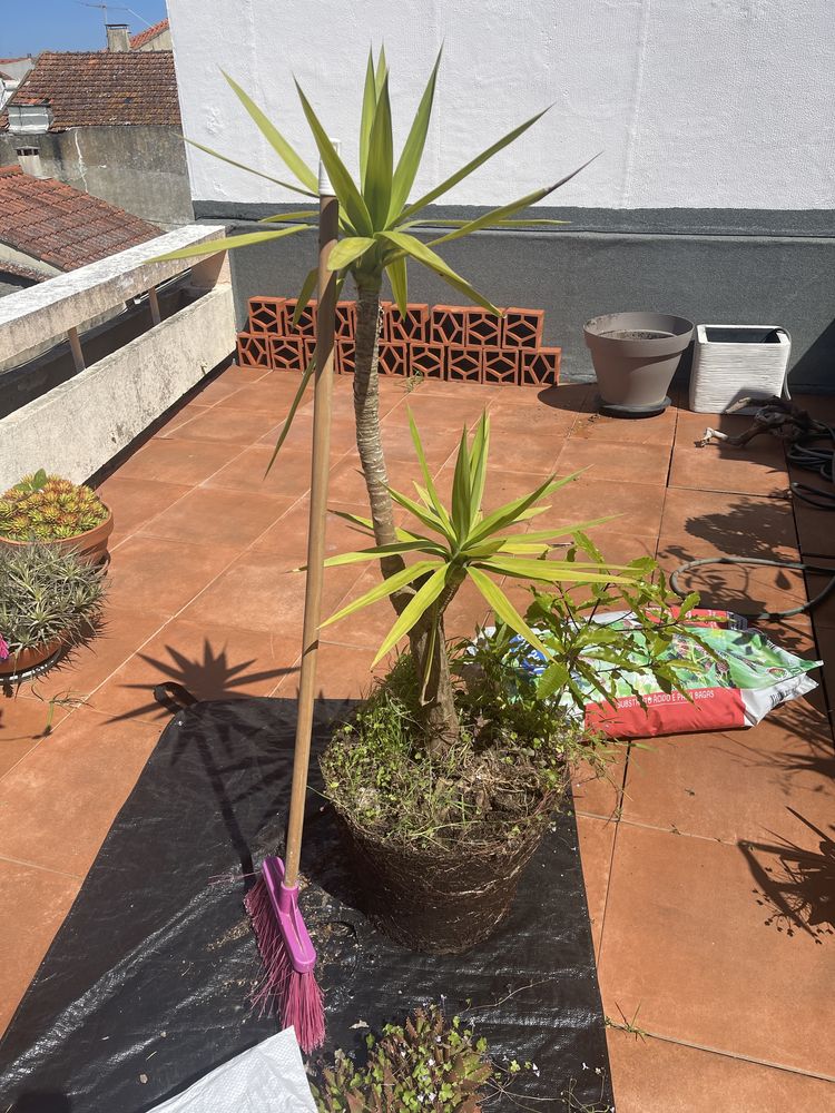 Planta de jardim -  Yuca