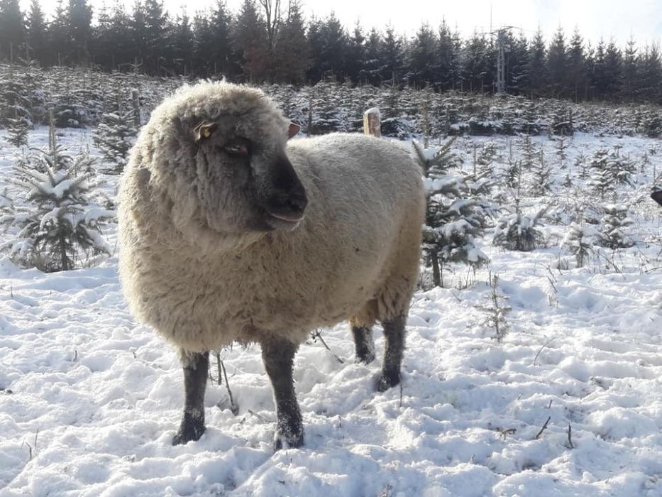 Owce  Shropshire