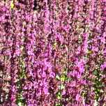 Szałwia omszona Różowa 'Synchro Pink' (Salvia nemorosa) W Doniczce 1L