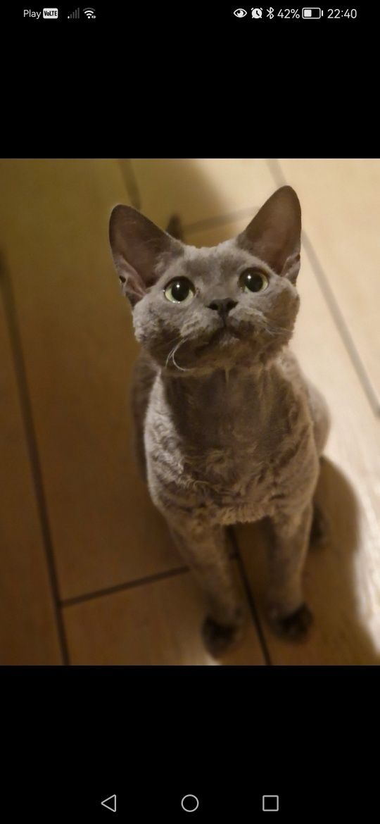 Devon Rex devoński MINI Blue FPL CCF kotka hodowla
