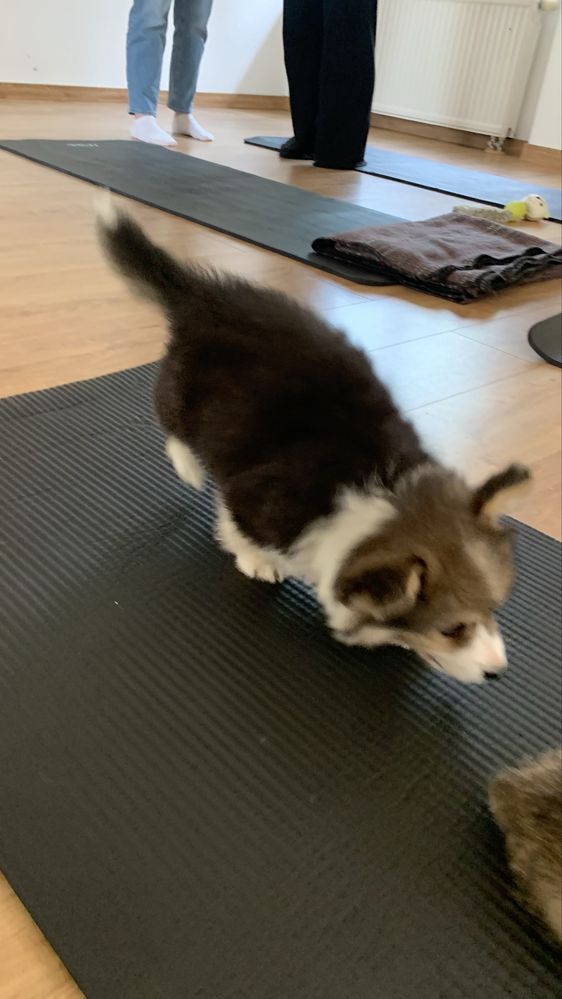 Fluffy welsh corgi pembroke