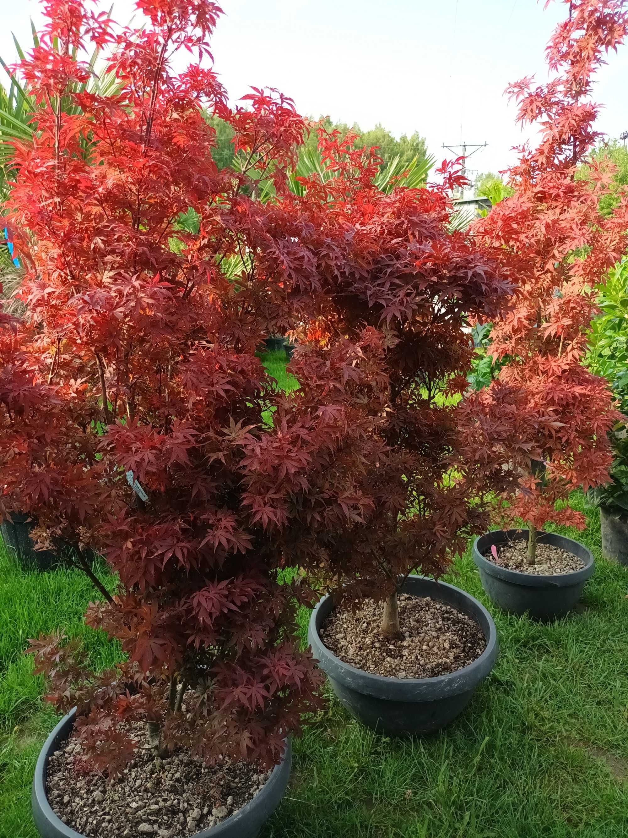 Klon Acer Palmatum Skeeters Broom wys150-190cm GĘSTE DUŻE OKAZY