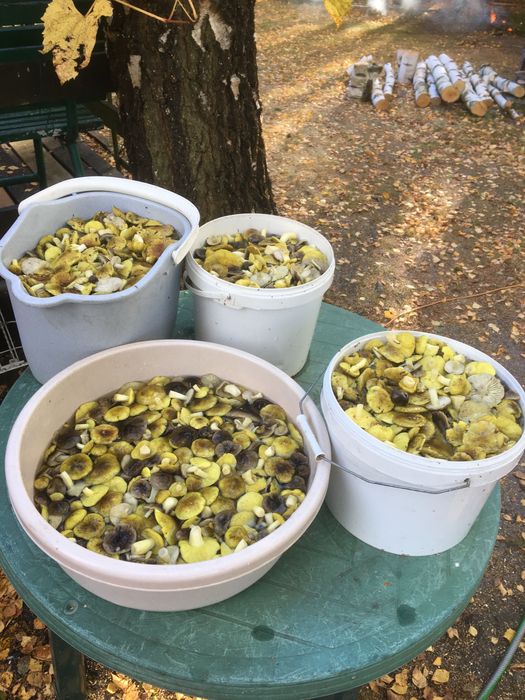 Grzyby mrożone gąska,opieńka.kurka,maślak.