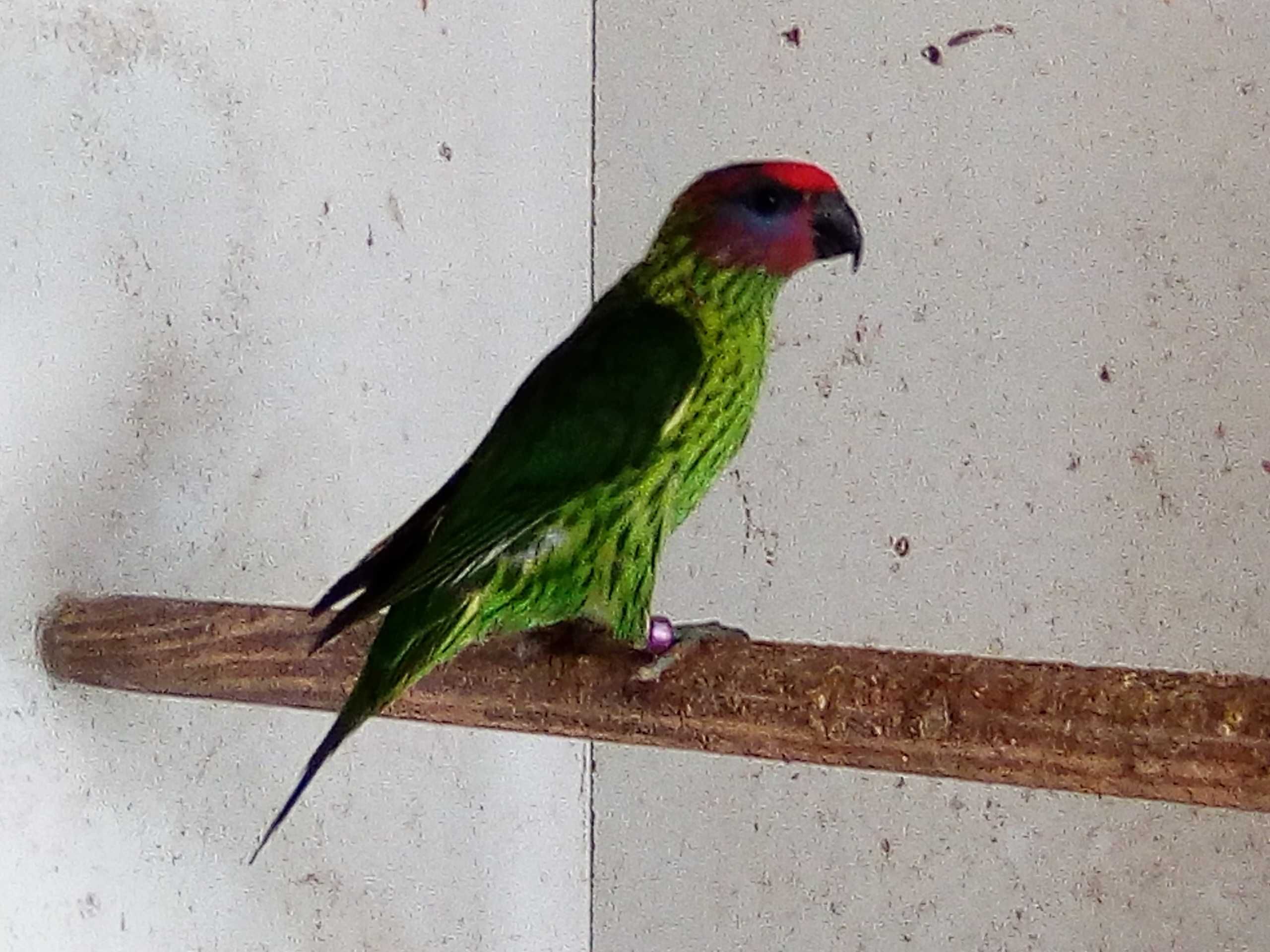 Papagaios/Aves - Casal - Loris - Goldiei