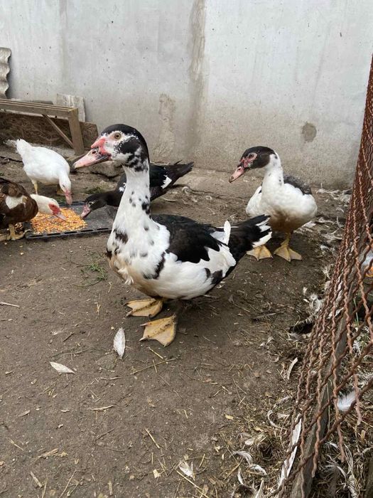 Утки мускусные продам