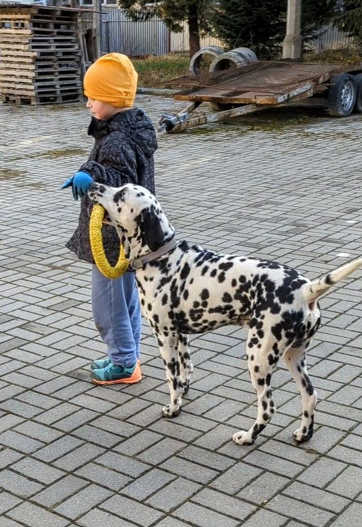 Далматин шукає наречену