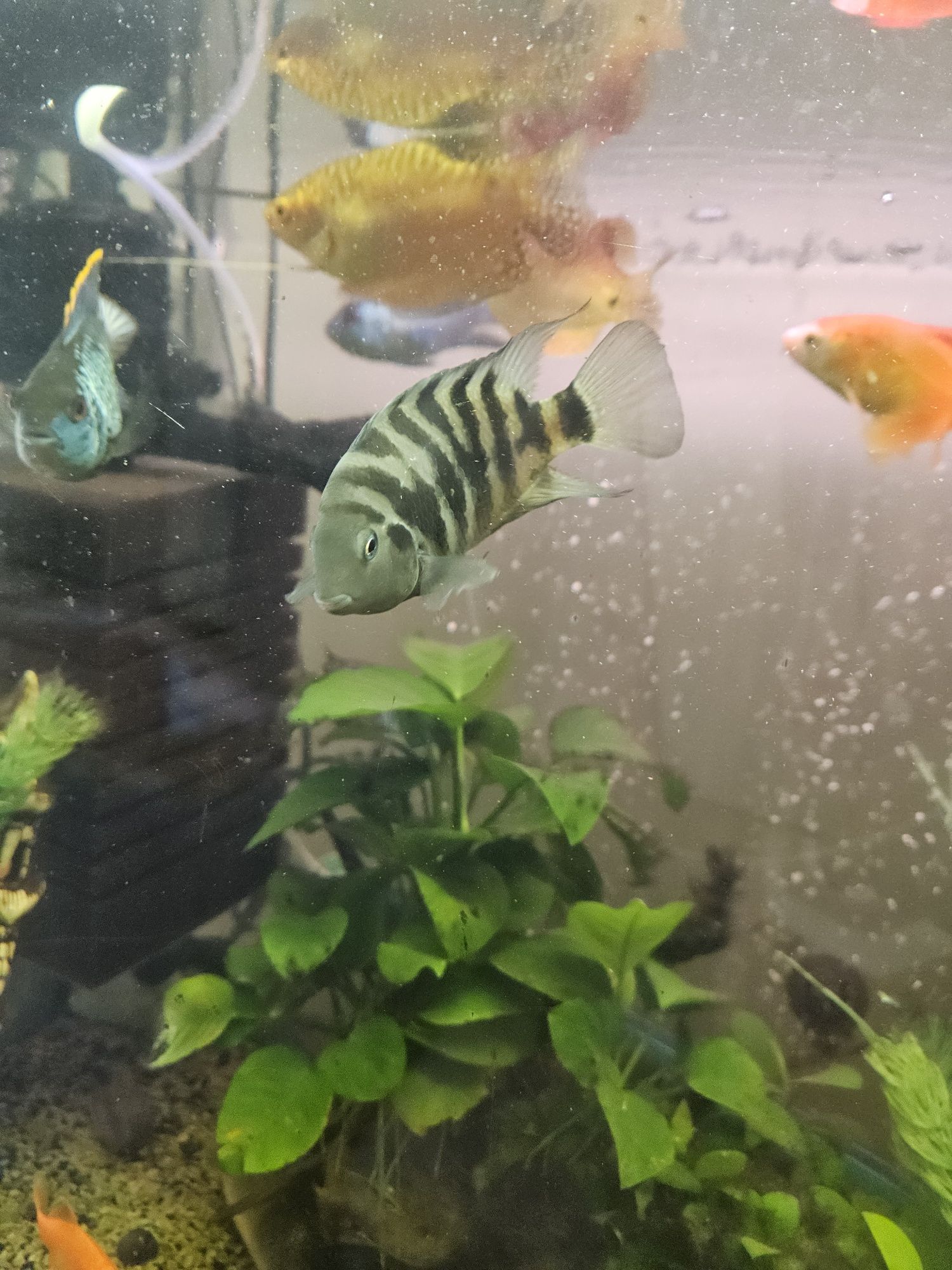 Pielegnica Zebra