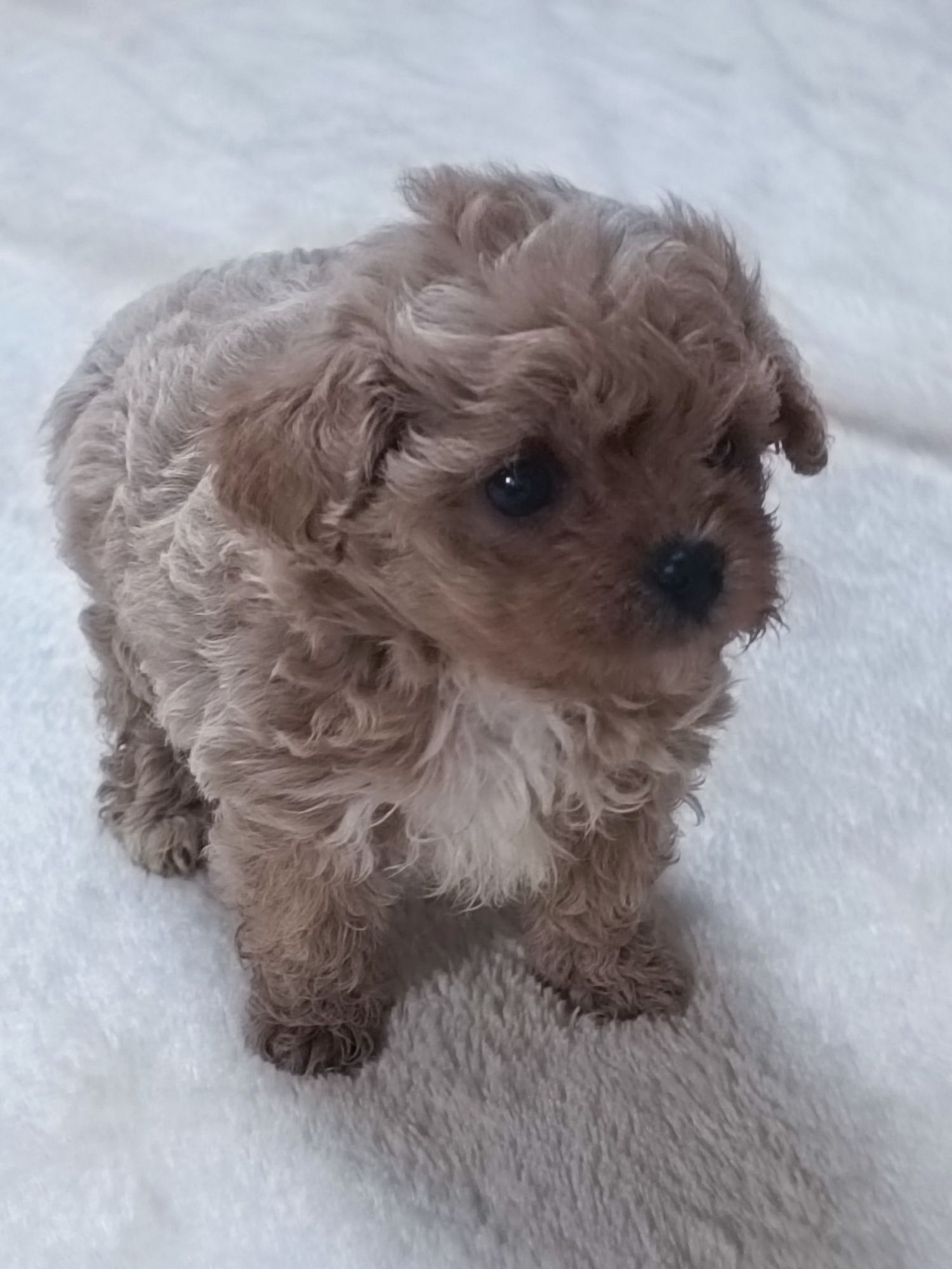 Maltipoo suczka po ojcu z chin