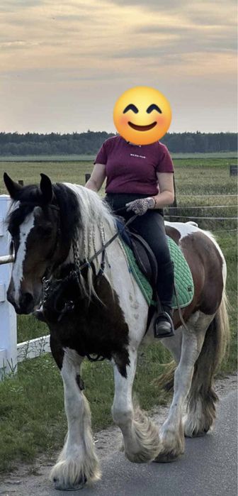 Sprzedam klacz tinker