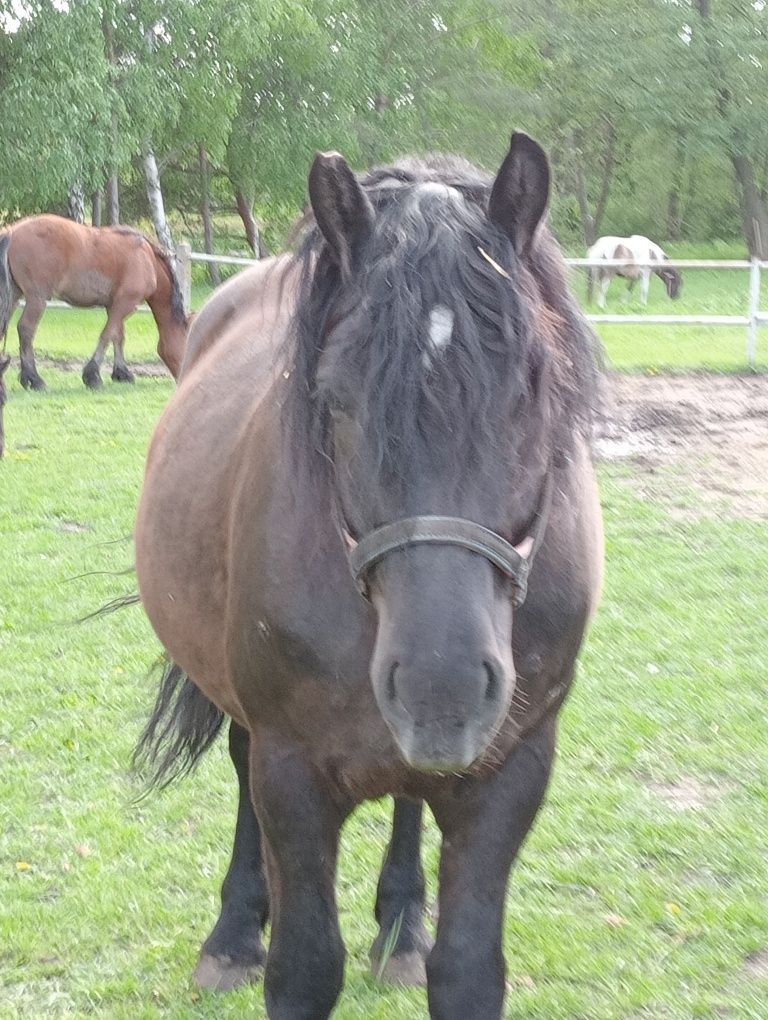 Zimnokrwista klacz