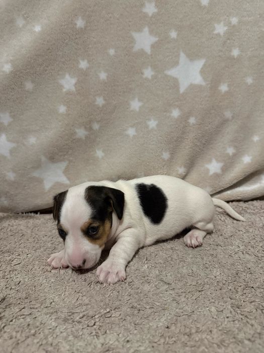 Jack Russell Terrier suczka szczeniak