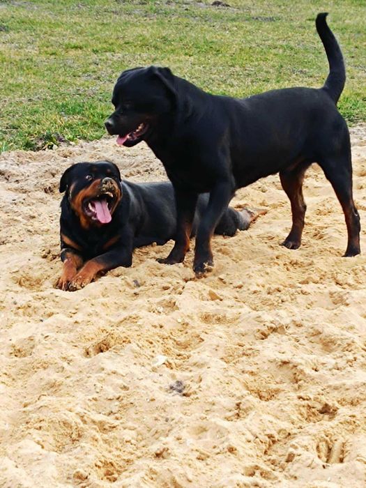 ROTTWEILER z Rodowodem