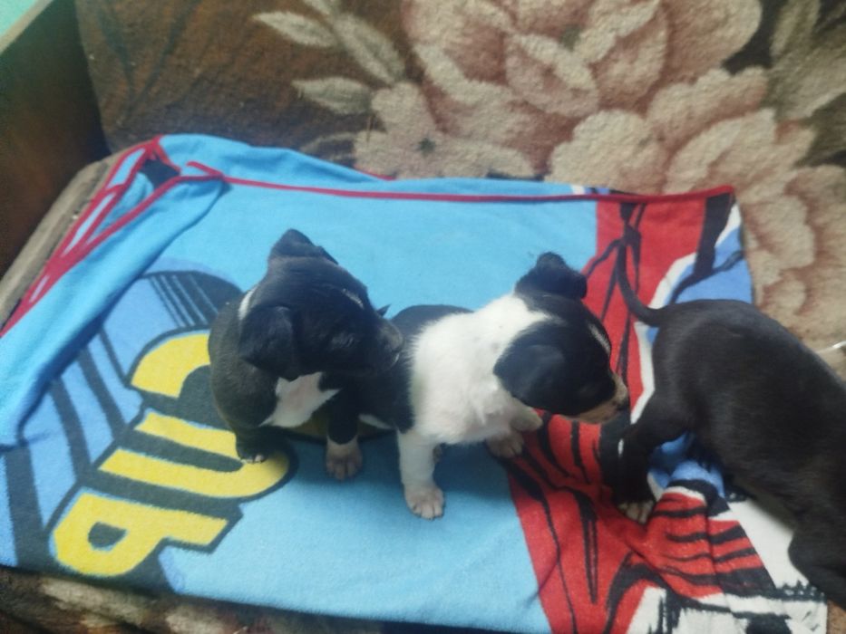 Цуценята піт буля