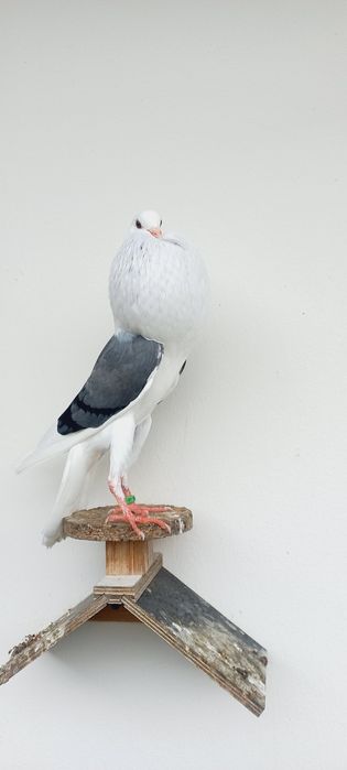 Garłacze vorburskie