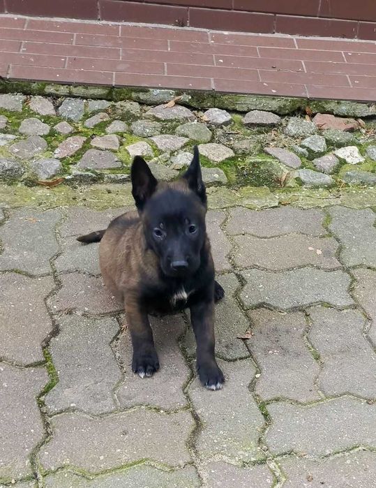 Бельгійська вівчарка малінуа! Крупні, адаптовані, уравноважена психіка