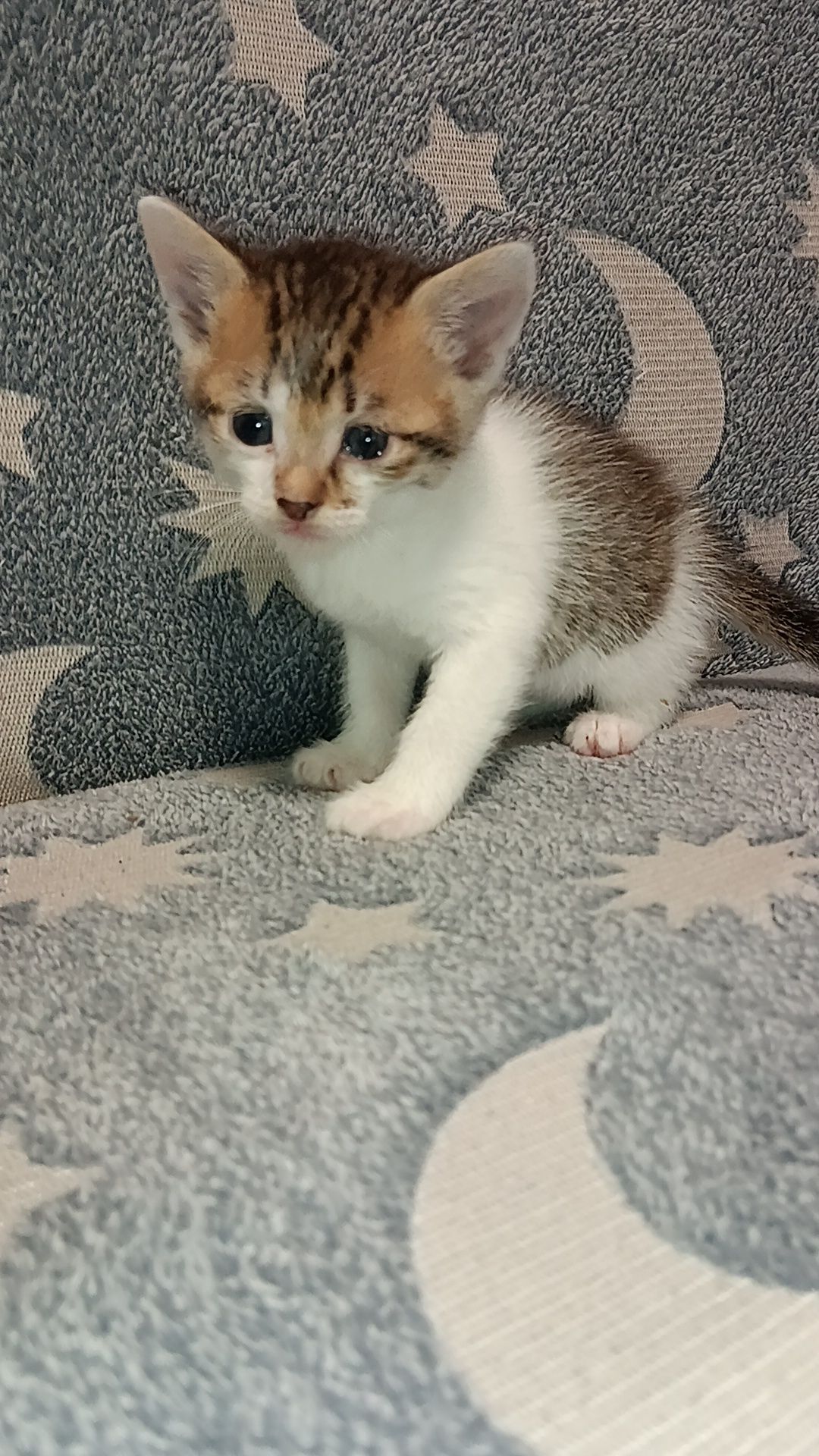 Кошенята в добрі руки