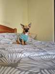 Chihuahua macho cor creme , mini
