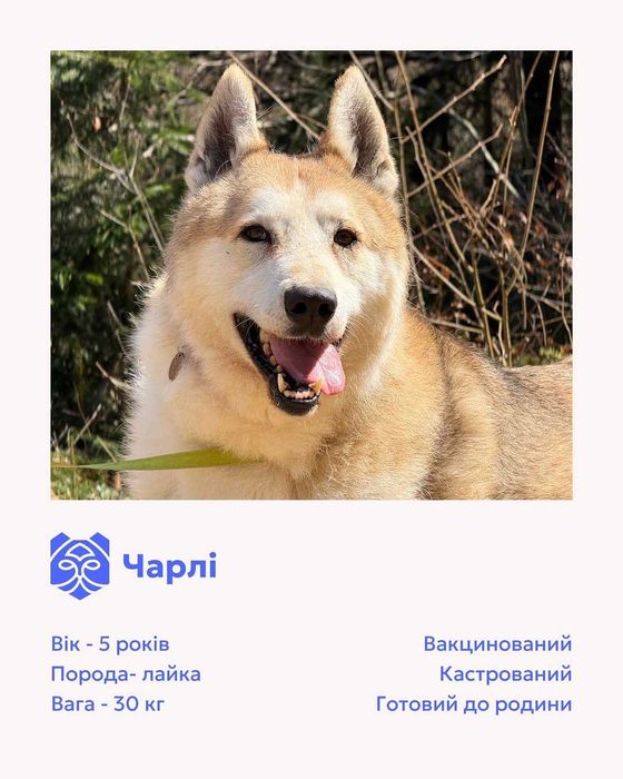 Чарлі, лайка, шукає дім