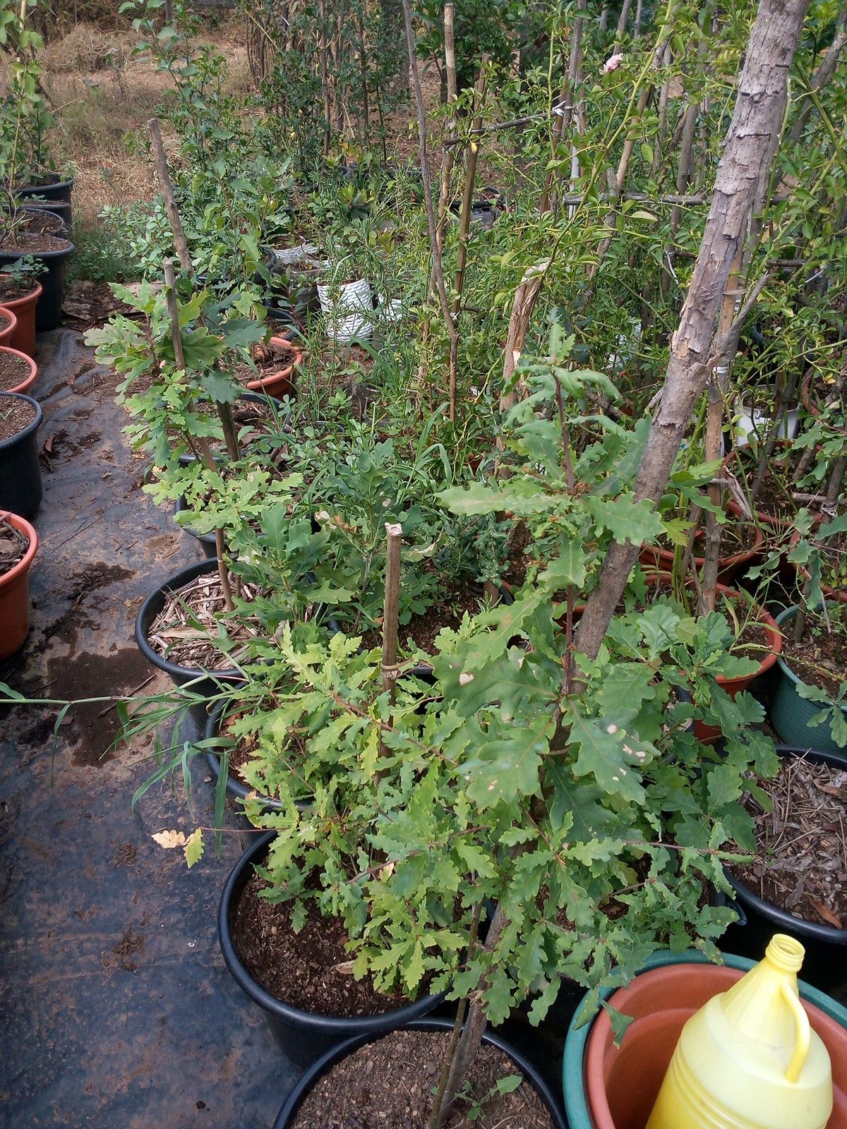 Carvalho roble, alvarinho ou vermelho = Quercus Robur