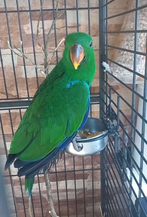 Papagaio ecletus fêmea e macho