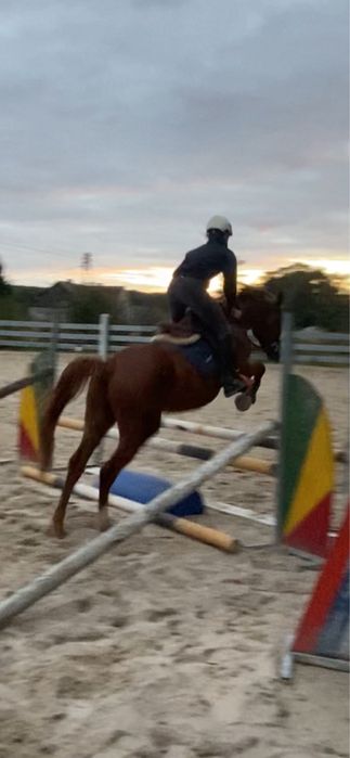 Zajezdzony 3,5 letni walach  Zangersheide filmy na watsapa