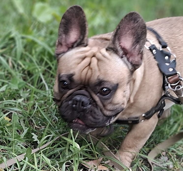 Вязка Французского бульдога