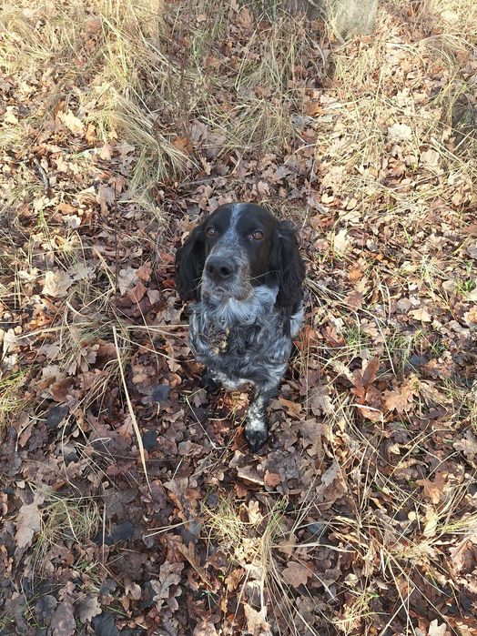 Вязка російський мисливський спанієль, має всі щеплення, розв'язаний.