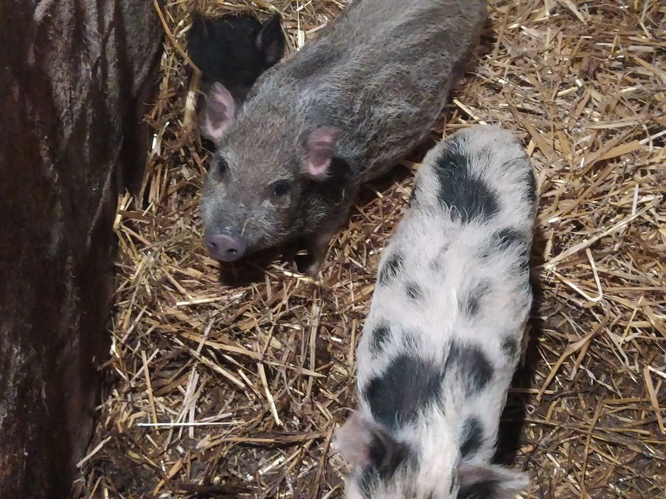 Продам поросята в'єтнамські