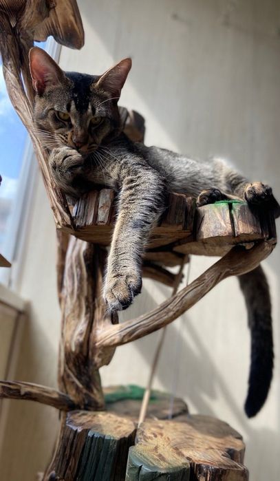 Кот Чаузи ф 4 в диком окрасе